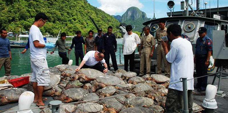 Authorities seize turtles being traded illegally (© El Nido / Turtle Foundation)